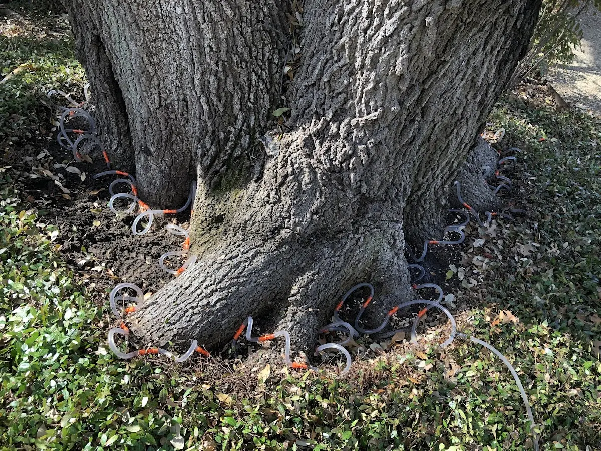 Detailed Tree Cabling and Bracing job site in Morral