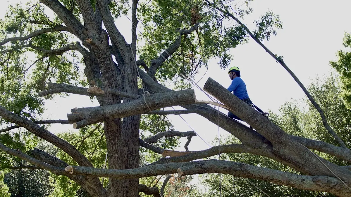 Professional Hazardous Tree Removal performed by certified arborists in Morral